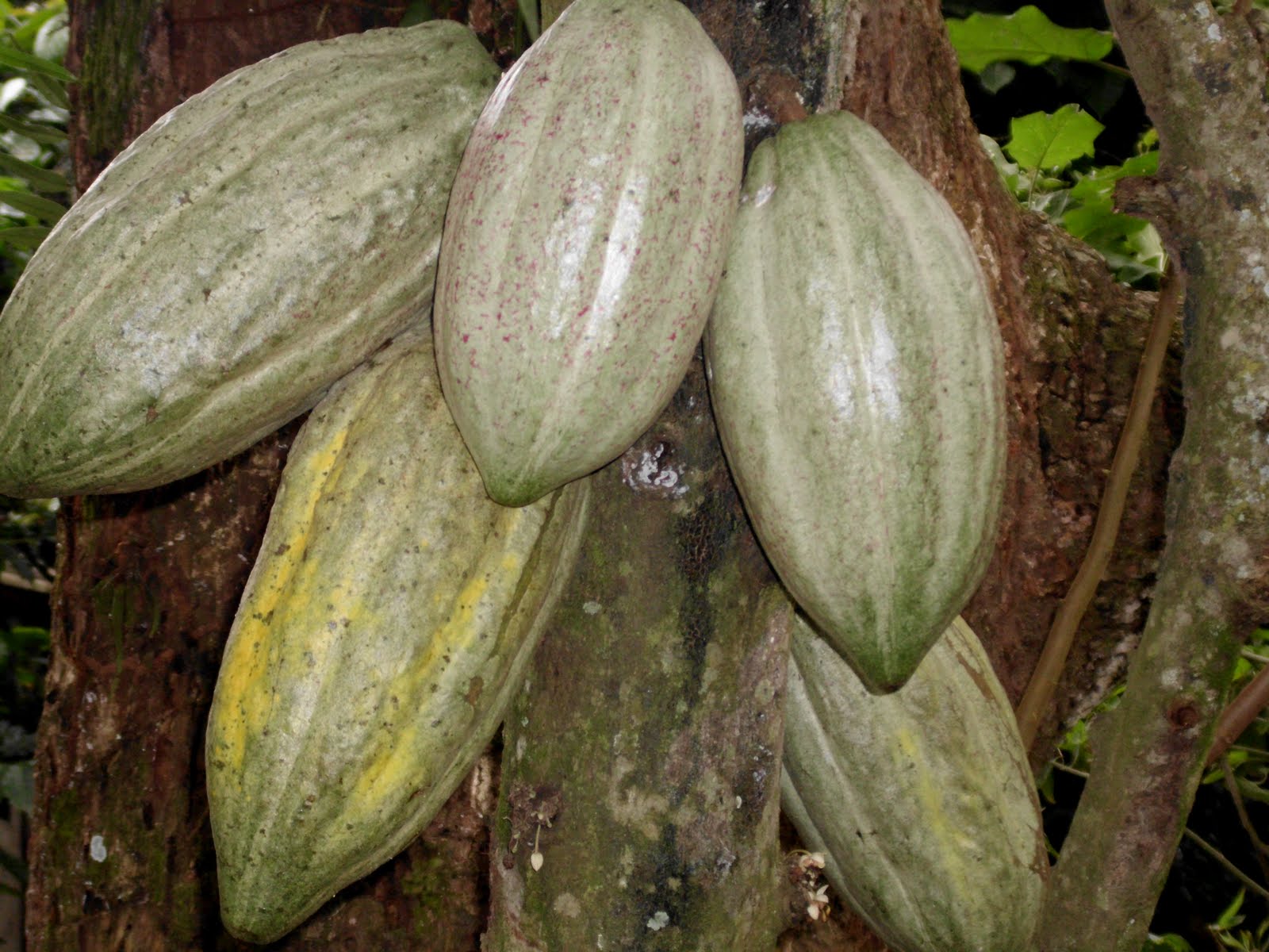 Cacaueiro (Theobroma cacao)