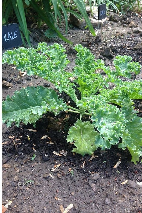 Learn How To Grow Kale Pinterest Gardening