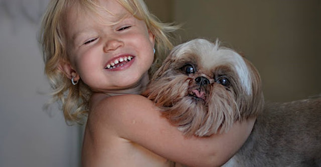 5 razões por que o mundo é melhor com os shih tzu