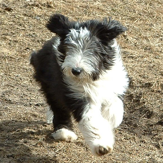 Dog Show Newbie 4 6 Month Puppy Class Open Shows dog-show-newbie-4-6-month-puppy-class-open-shows