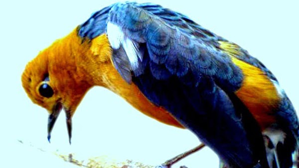 Download Mp3 Masteran Anis Merah Full Isian Ngeplong Dan Teler