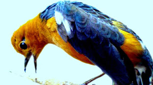 Caraputu Com Media Refrensi Harga Burung Mp3 Burung