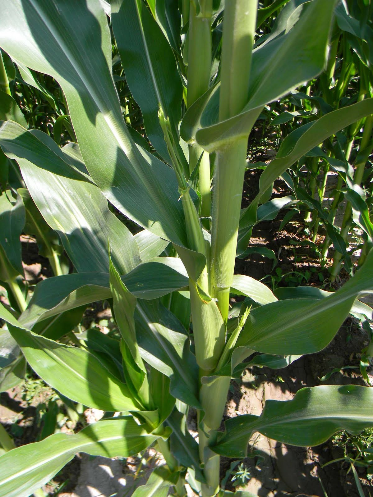 Owyhee Agriculture Field Corn