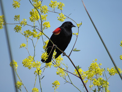 Sacramento National Wildlife Refuge