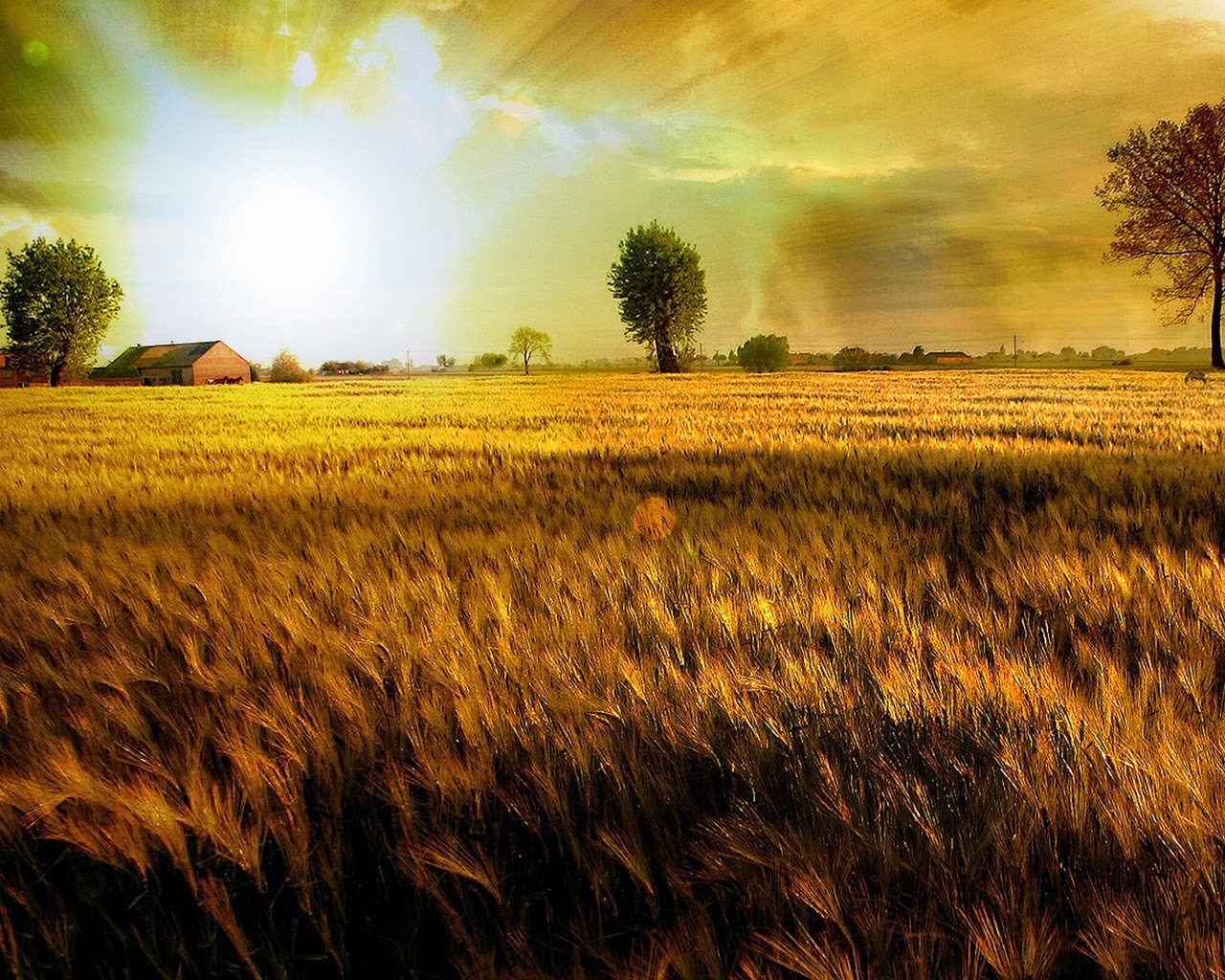 gold hd gold hd