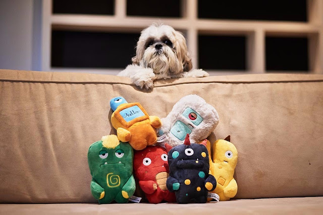 fotos de shih tzu