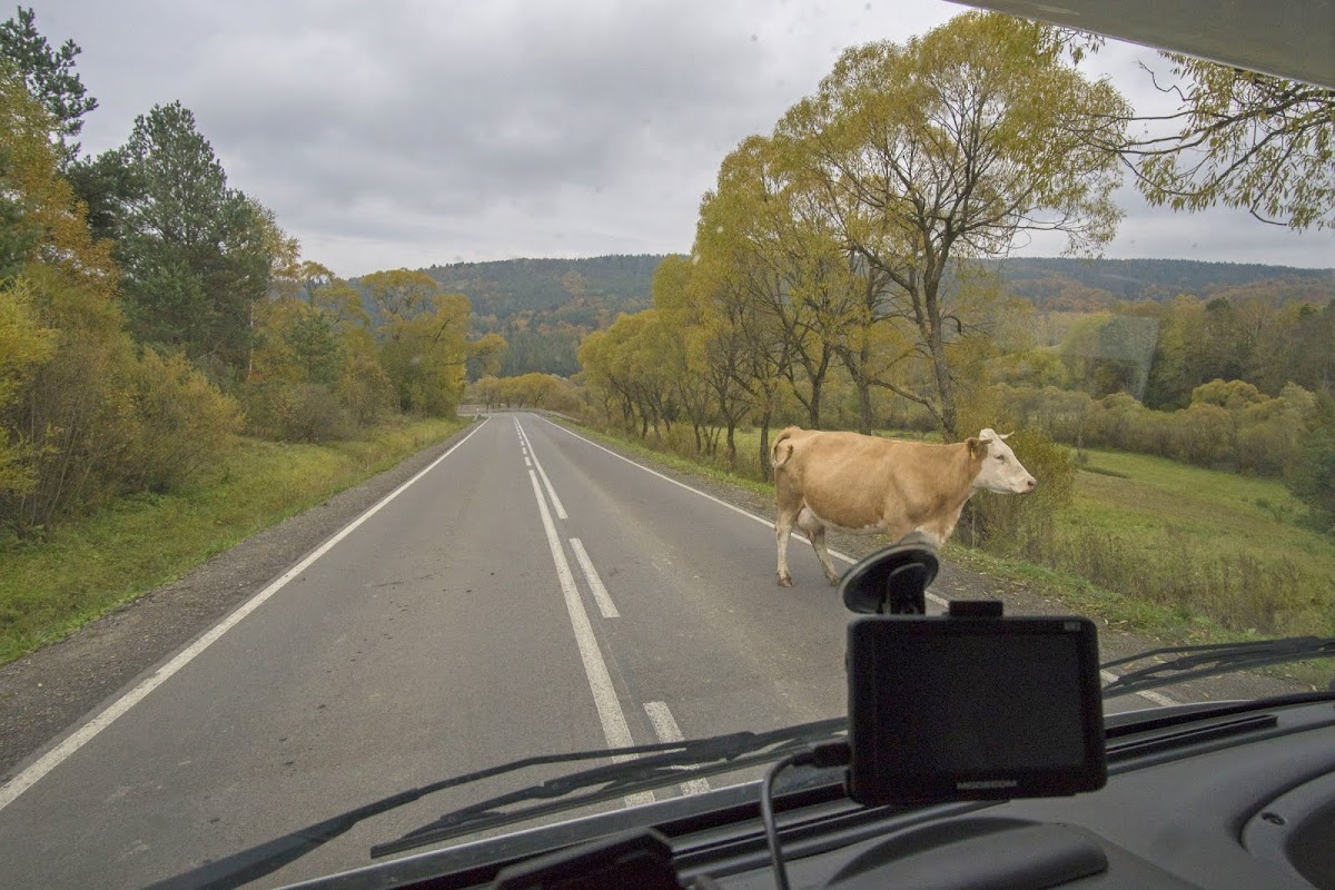 Wielka Pętla Bieszczadzka krowa na drodze
