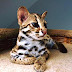 Savannah gatitos Serval disponible y Caracal