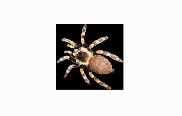 Arthropoda Pengertian, Ciri, Struktur Tubuh, Klasifikasi