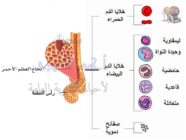 الجهاز المناعى - تركيب - أهم الأعضاء الليمفاوية - نخاع العظام - انتاج خلايا الدم
