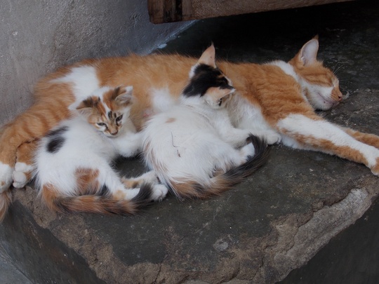 Cats from Stone Town Zanzibar