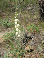 small soapweed Yucca glauca small soapweed Yucca glauca