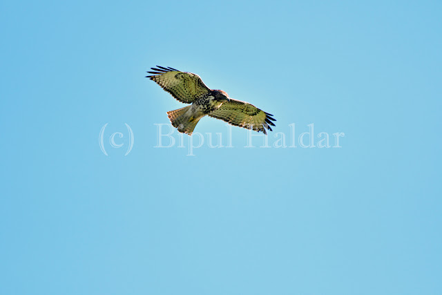Hawk in the Sky Hawk in the Sky