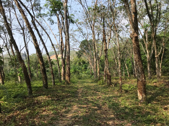 Walking path within Plantation Villa premises