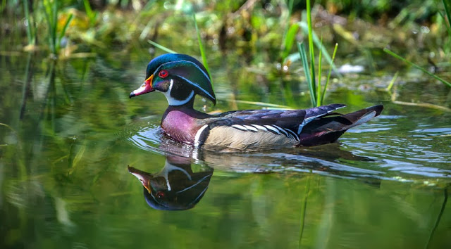 Colorfull Duck