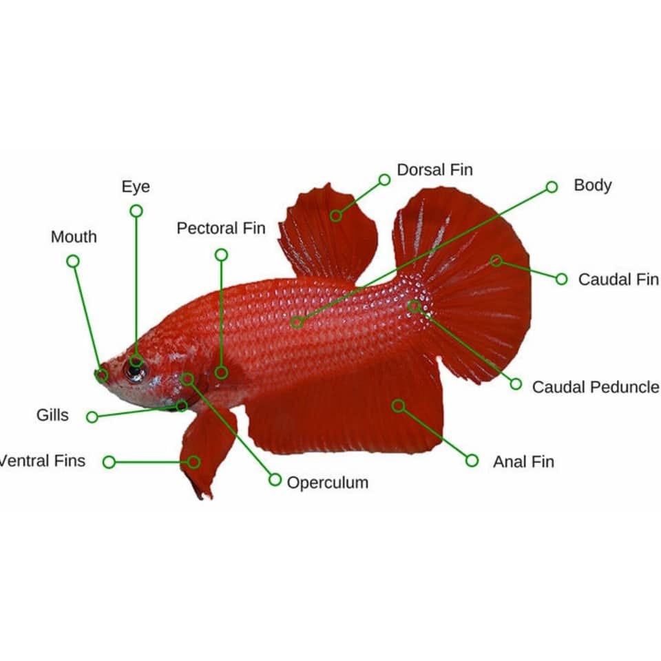 Berita TV Malaysia: Nama nama badan bahagian ikan betta