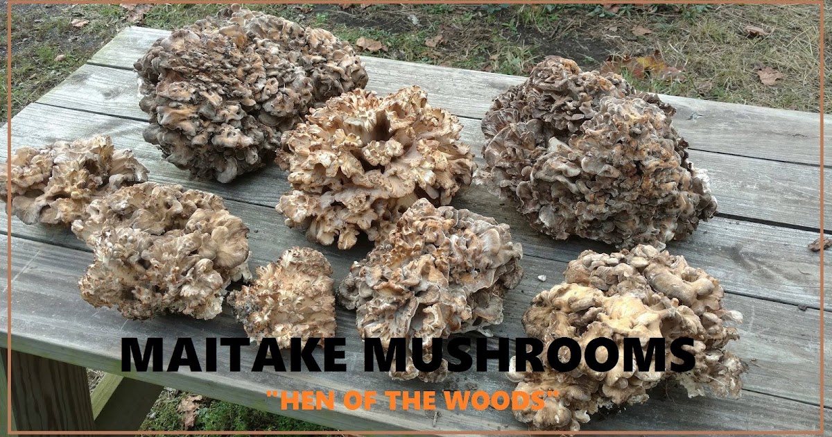 Our Little Backyard Farm Maitake Mushrooms "Hen of the Woods"