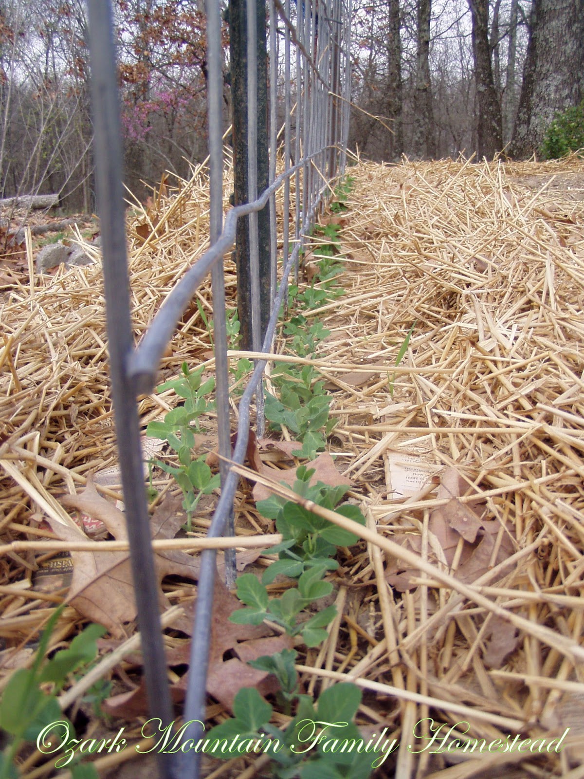 Ozark Mountain Family Homestead Life On the Farm in March