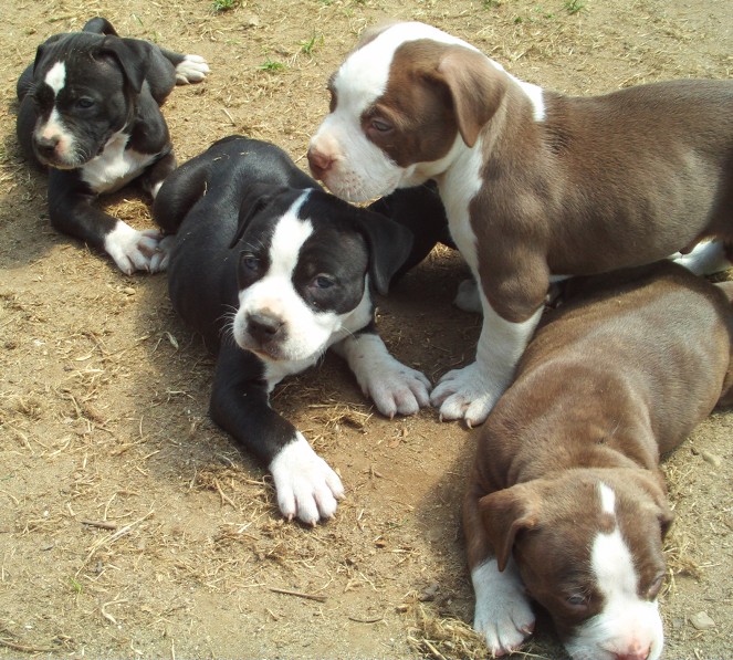 Diatomaceous Earth Food Grade Dog Wormer Diatomaceous Earth Food Grade Dog Wormer