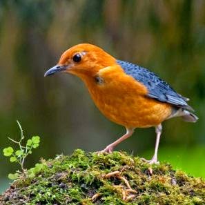 Cara Agar Burung Anis Merah Cepat Gacor Cara Agar Burung Anis Merah Cepat Gacor