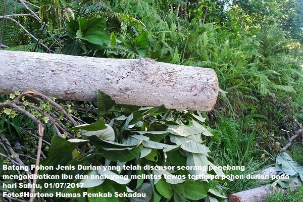 Rupinus Tegaskan Jangan Coba-Coba Tebang Pohon Secara Ilegal Rupinus Tegaskan Jangan Coba-Coba Tebang Pohon Secara Ilegal