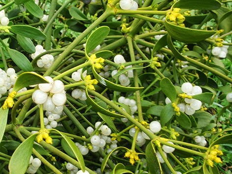 Muérdago (Viscum album)