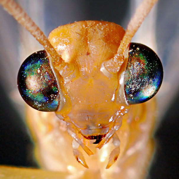 20-Incredible-Eye-Macros-ant-lion