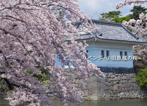 小田原城の桜を見に行く！