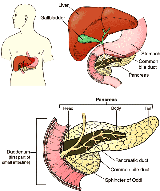 fotos del pancreas y sus partes