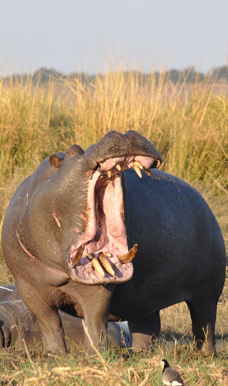 Menacing mouth of a hippopotamus.