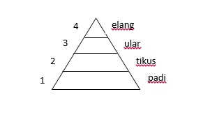 piramida ekologi