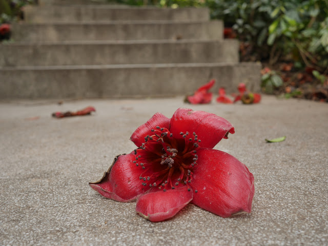 Bombax ceiba (Red Silk-Cotton, Red Cotton, Kapok, 木棉) flower on the ground