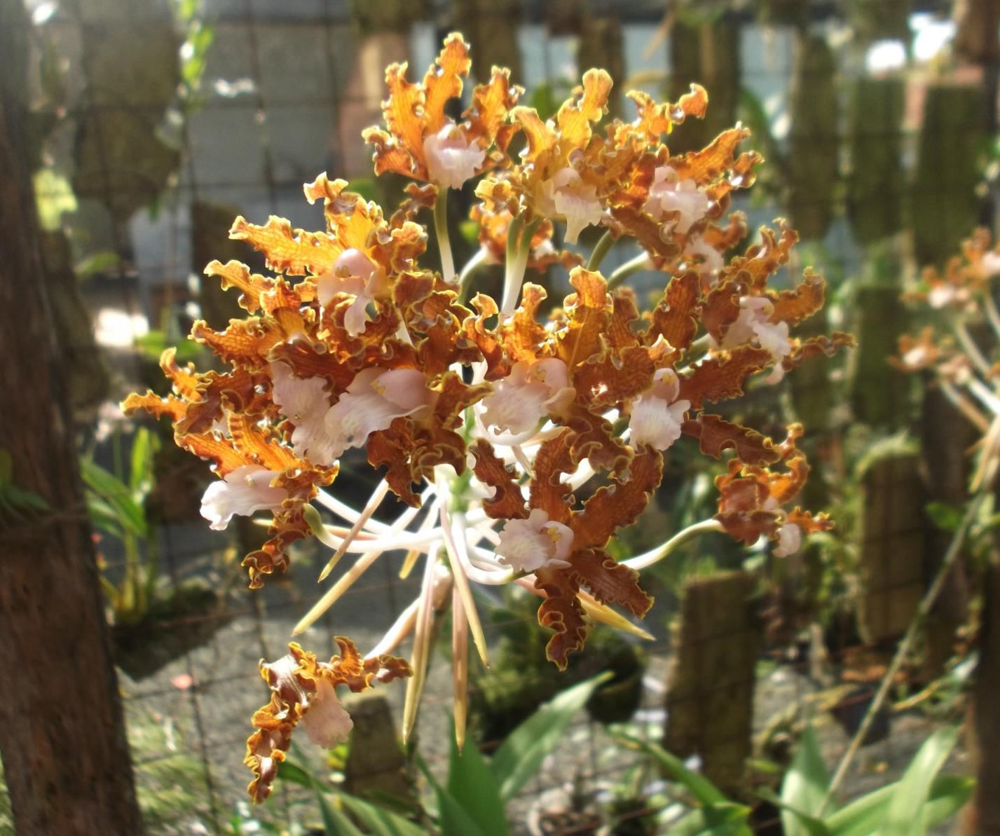 GALLERANI ORQUÍDEAS Schomburgkia crispa