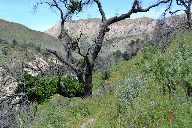 many different flowers on the canyon side