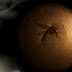 Brasileiros conseguem 1ª prova de que zika causa microcefalia em ratos