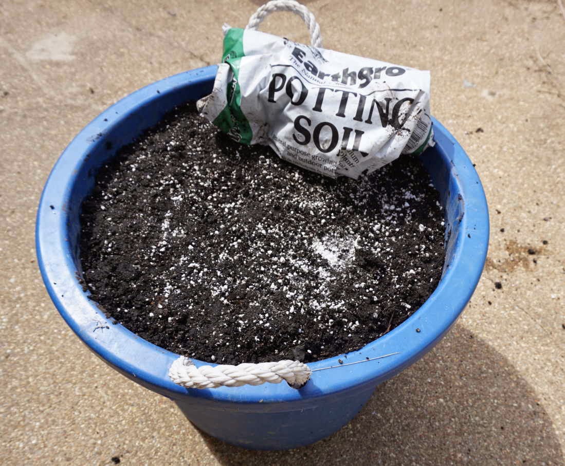 Larry Zoro Pictorial Guide for Growing Wheatgrass in a Large Bucket