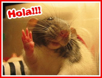 Imágenes de rosas para enamorar Imágenes gifs animado de Hola