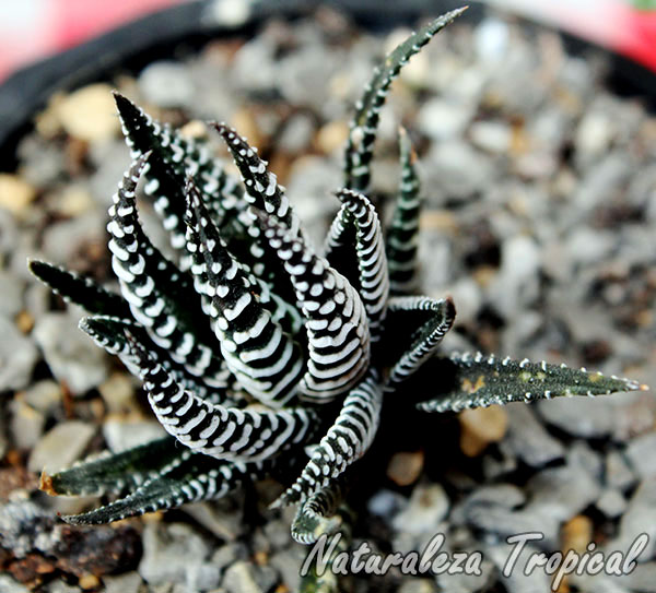 Haworthia fasciata, Cebrita de jardín