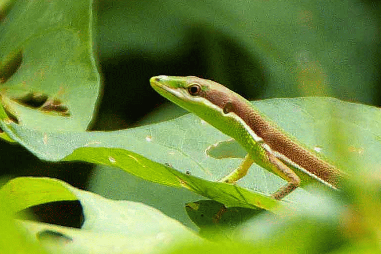GIF,lizard,nature,Takydromus smaragdinus