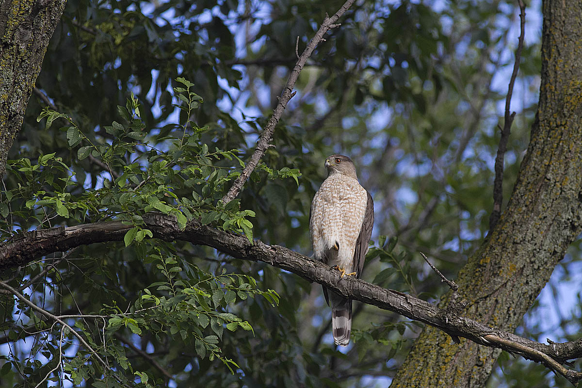 Cooper's Hawk Nest 2013: Stunning shots of the Female Cooper Hawk ...