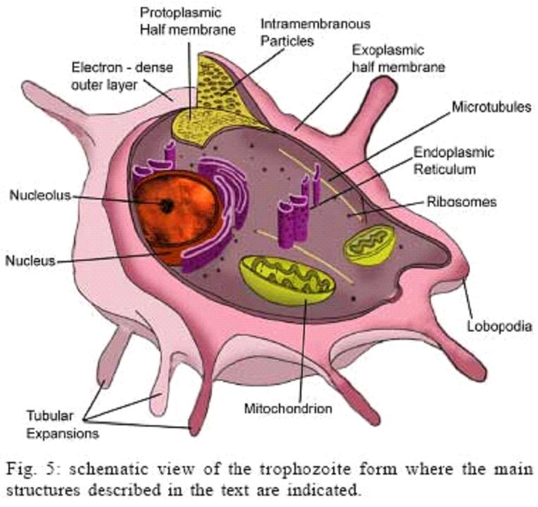 Pneumocystis jirovecii Pneumocystis jirovecii