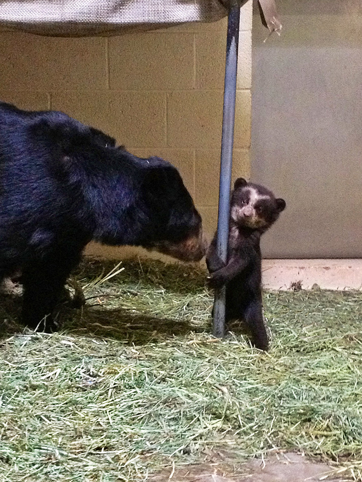 Baby Animals: Bears - Cub 11