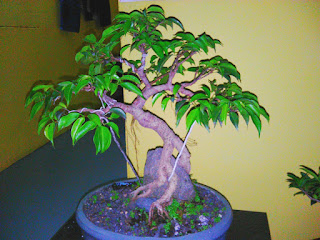 Trik Mudah Membuat Dan Membentuk Bonsai Beringin - munsyafandi.com Trik Mudah Membuat Dan Membentuk Bonsai Beringin - munsyafandi.com