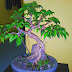 Trik Mudah Membuat Dan Membentuk Bonsai Beringin