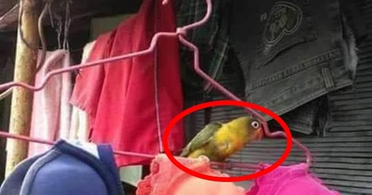 Terkeren 20+ Gambar Burung Lepas Dari Sangkar Gani Gambar