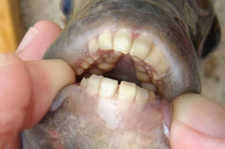 a98432_teeth_9