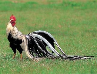 Galeri Foto Ayam Onagadori Terbaru 14 Galeri Foto Ayam Onagadori Terbaru Jual Ayam Hias Ayam Onagadori