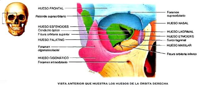 Anatomía cráneo órbitas cara Anatomía cráneo órbitas cara