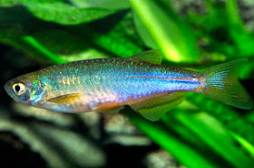DANIO PEARL (Danio Albolineatus)