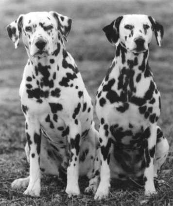 Dalmata Perros Dalmatas Razas De Perros